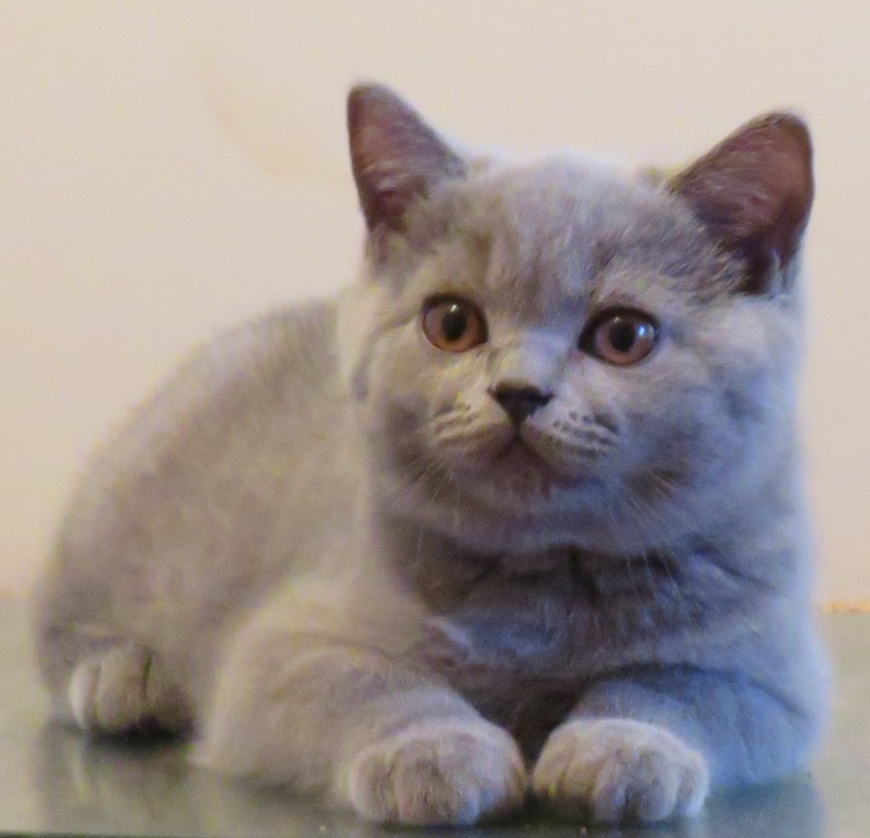 Ambritt british sale shorthair